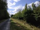 Forêt de Traconne
